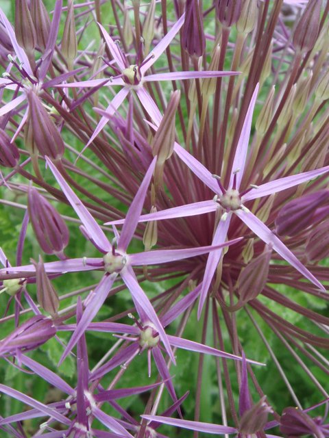 Allium christophii fleur